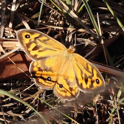 Heteronympha merope (Common Brown Butterfly) at Pomaderris Nature Reserve - 18 Nov 2023 by ConBoekel
