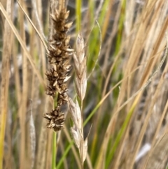 Carex appressa (Tall Sedge) at Griffith, ACT - 23 Nov 2023 by AlexKirk