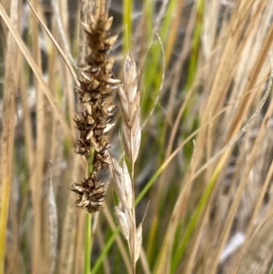 Carex appressa at Griffith Woodland - 23 Nov 2023