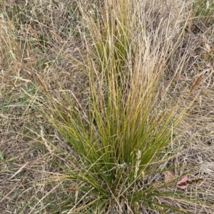 Carex appressa at Griffith Woodland - 23 Nov 2023 07:01 PM