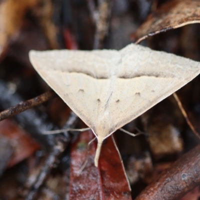 Epidesmia hypenaria (Long-nosed Epidesmia) at Mongarlowe River - 23 Nov 2023 by LisaH