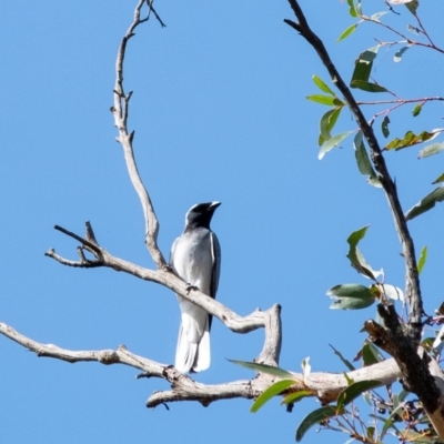 Coracina novaehollandiae (Black-faced Cuckooshrike) at Wingecarribee Local Government Area - 7 Nov 2023 by Aussiegall