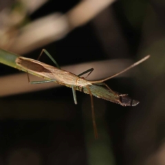 Mutusca brevicornis (A broad-headed bug) at Pomaderris Nature Reserve - 19 Nov 2023 by ConBoekel