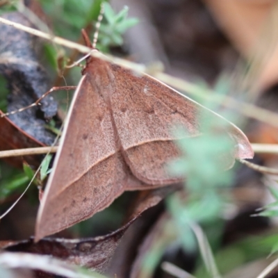 Epidesmia hypenaria (Long-nosed Epidesmia) at Mongarlowe River - 23 Nov 2023 by LisaH