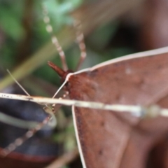 Epidesmia hypenaria at QPRC LGA - 23 Nov 2023