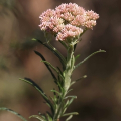 Cassinia aculeata subsp. aculeata at Gundary, NSW - 19 Nov 2023