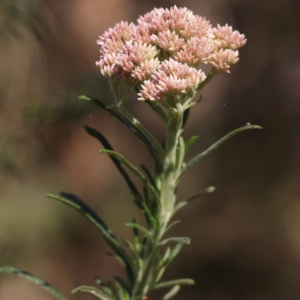 Cassinia aculeata subsp. aculeata at Gundary, NSW - 19 Nov 2023