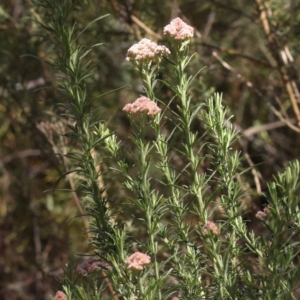 Cassinia aculeata subsp. aculeata at Gundary, NSW - 19 Nov 2023