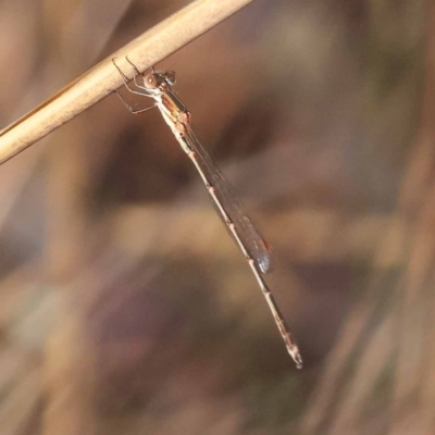 Austrolestes sp. (genus) (Ringtail damselfy) at Pomaderris Nature Reserve - 19 Nov 2023 by ConBoekel