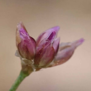 Laxmannia gracilis at Gundary, NSW - 19 Nov 2023