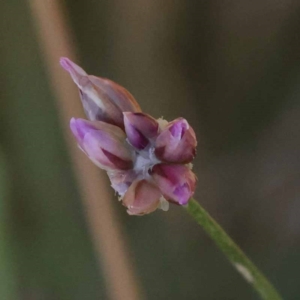 Laxmannia gracilis at Gundary, NSW - 19 Nov 2023