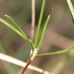 Laxmannia gracilis at Gundary, NSW - 19 Nov 2023 10:40 AM