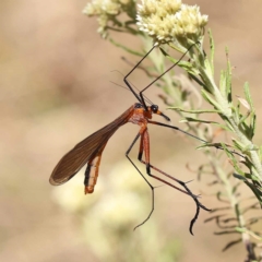 Harpobittacus australis (Hangingfly) at Pomaderris Nature Reserve - 19 Nov 2023 by ConBoekel