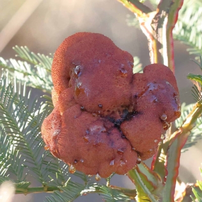 Uromycladium sp. (A gall forming rust fungus) at Pomaderris Nature Reserve - 18 Nov 2023 by ConBoekel