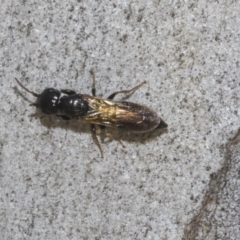 Bethylidae (family) (Bethylid wasp) at Higgins Woodland - 22 Dec 2022 by AlisonMilton