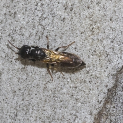 Unidentified Wasp (Hymenoptera, Apocrita) at Higgins, ACT - 22 Dec 2022 by AlisonMilton