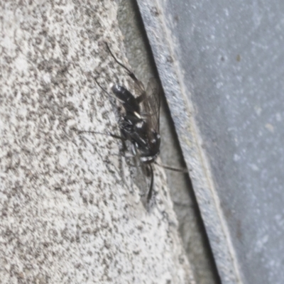Apocrita (suborder) (Unidentified wasp) at Higgins Woodland - 22 Dec 2022 by AlisonMilton