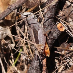 Cryptobothrus chrysophorus (Golden Bandwing) at Pomaderris Nature Reserve - 18 Nov 2023 by ConBoekel