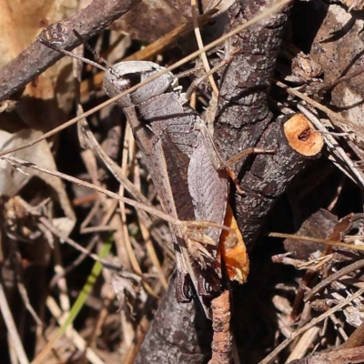 Cryptobothrus chrysophorus (Golden Bandwing) at Pomaderris Nature Reserve - 19 Nov 2023 by ConBoekel