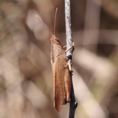 Goniaea australasiae (Gumleaf grasshopper) at Gundary, NSW - 18 Nov 2023 by ConBoekel