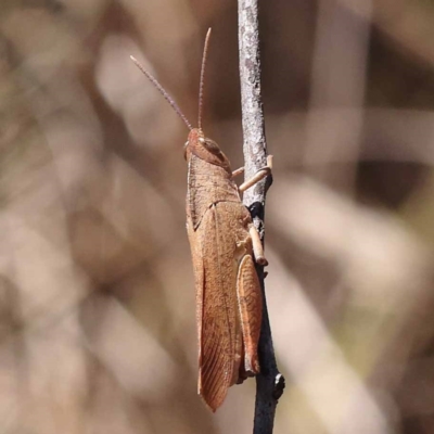 Goniaea australasiae (Gumleaf grasshopper) at Pomaderris Nature Reserve - 18 Nov 2023 by ConBoekel