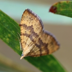 Chrysolarentia correlata (Yellow Carpet) at QPRC LGA - 23 Nov 2023 by LisaH