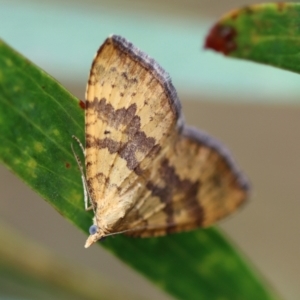 Chrysolarentia correlata at QPRC LGA - suppressed