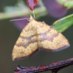 Chrysolarentia correlata at QPRC LGA - suppressed