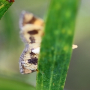 Chrysolarentia correlata at QPRC LGA - 23 Nov 2023