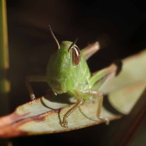 Praxibulus sp. (genus) at Pomaderris Nature Reserve - 19 Nov 2023