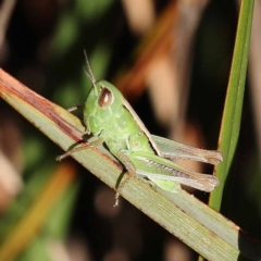 Praxibulus sp. (genus) at Pomaderris Nature Reserve - 19 Nov 2023