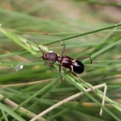 Pseudohalme laetabilis (A Longhorn Beetle) at Tidbinbilla Nature Reserve - 23 Nov 2023 by Csteele4