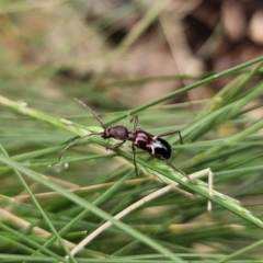 Pseudohalme laetabilis at Tidbinbilla Nature Reserve - 23 Nov 2023