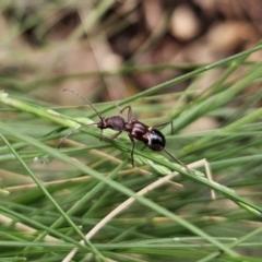 Pseudohalme laetabilis at Tidbinbilla Nature Reserve - 23 Nov 2023