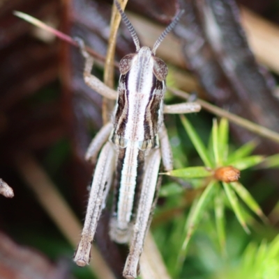 Praxibulus sp. (genus) (A grasshopper) at Mongarlowe, NSW - 23 Nov 2023 by LisaH