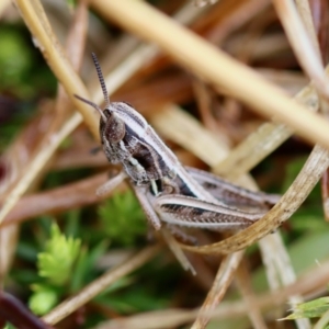 Praxibulus sp. (genus) at QPRC LGA - 23 Nov 2023