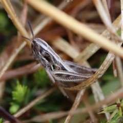 Praxibulus sp. (genus) at QPRC LGA - 23 Nov 2023