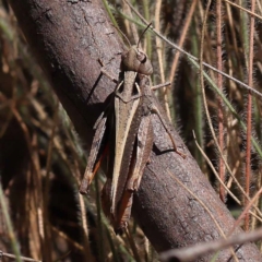 Cryptobothrus chrysophorus (Golden Bandwing) at Gundary, NSW - 18 Nov 2023 by ConBoekel