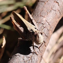 Cryptobothrus chrysophorus at Pomaderris Nature Reserve - 19 Nov 2023