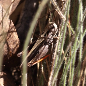 Cryptobothrus chrysophorus at Pomaderris Nature Reserve - 19 Nov 2023