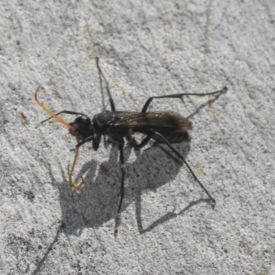 Fabriogenia sp. (genus) (Spider wasp) at Higgins Woodland - 22 Dec 2022 by AlisonMilton