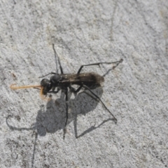 Fabriogenia sp. (genus) at Higgins Woodland - 23 Dec 2022 10:11 AM