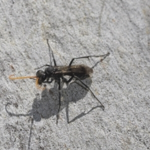 Fabriogenia sp. (genus) at Higgins Woodland - 23 Dec 2022