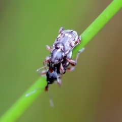 Aoplocnemis rufipes (A weevil) at Mongarlowe River - 23 Nov 2023 by LisaH