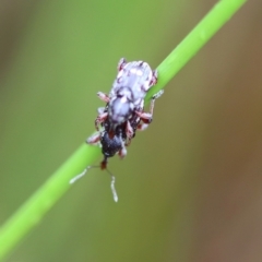 Aoplocnemis rufipes at QPRC LGA - 23 Nov 2023