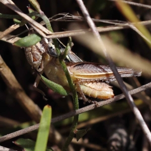 Praxibulus sp. (genus) at Pomaderris Nature Reserve - 19 Nov 2023