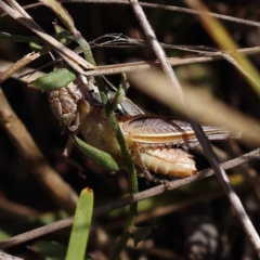 Praxibulus sp. (genus) at Pomaderris Nature Reserve - 19 Nov 2023