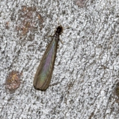 Termitoidae (informal group) (Unidentified termite) at Higgins Woodland - 23 Dec 2022 by AlisonMilton