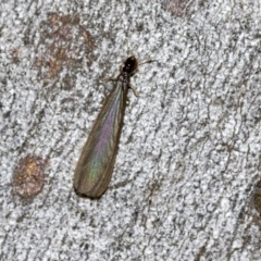 Termitoidae (informal group) (Unidentified termite) at Higgins Woodland - 22 Dec 2022 by AlisonMilton