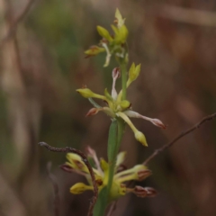 Pimelea curviflora var. sericea (Curved Riceflower) at Pomaderris Nature Reserve - 19 Nov 2023 by ConBoekel